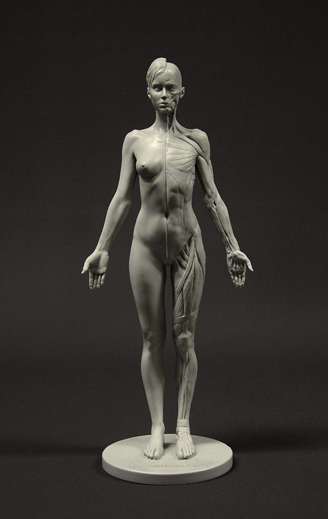 Female Anatomy figure